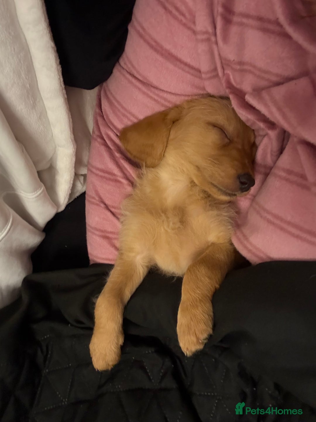 Labradoodle dogs for sale: Gorgeous Labradoodle pup  - Advert 5