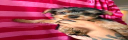Yorkshire Terrier dogs for sale: 4 lovely puppies  - Advert 4