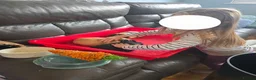 Guinea Pig rodents for sale: X3 guinea pigs complete set up - Advert 3
