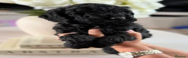 Cockapoo Puppy 3