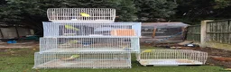 Budgerigars birds for sale: Beautiful budgies for sale  - Advert 7