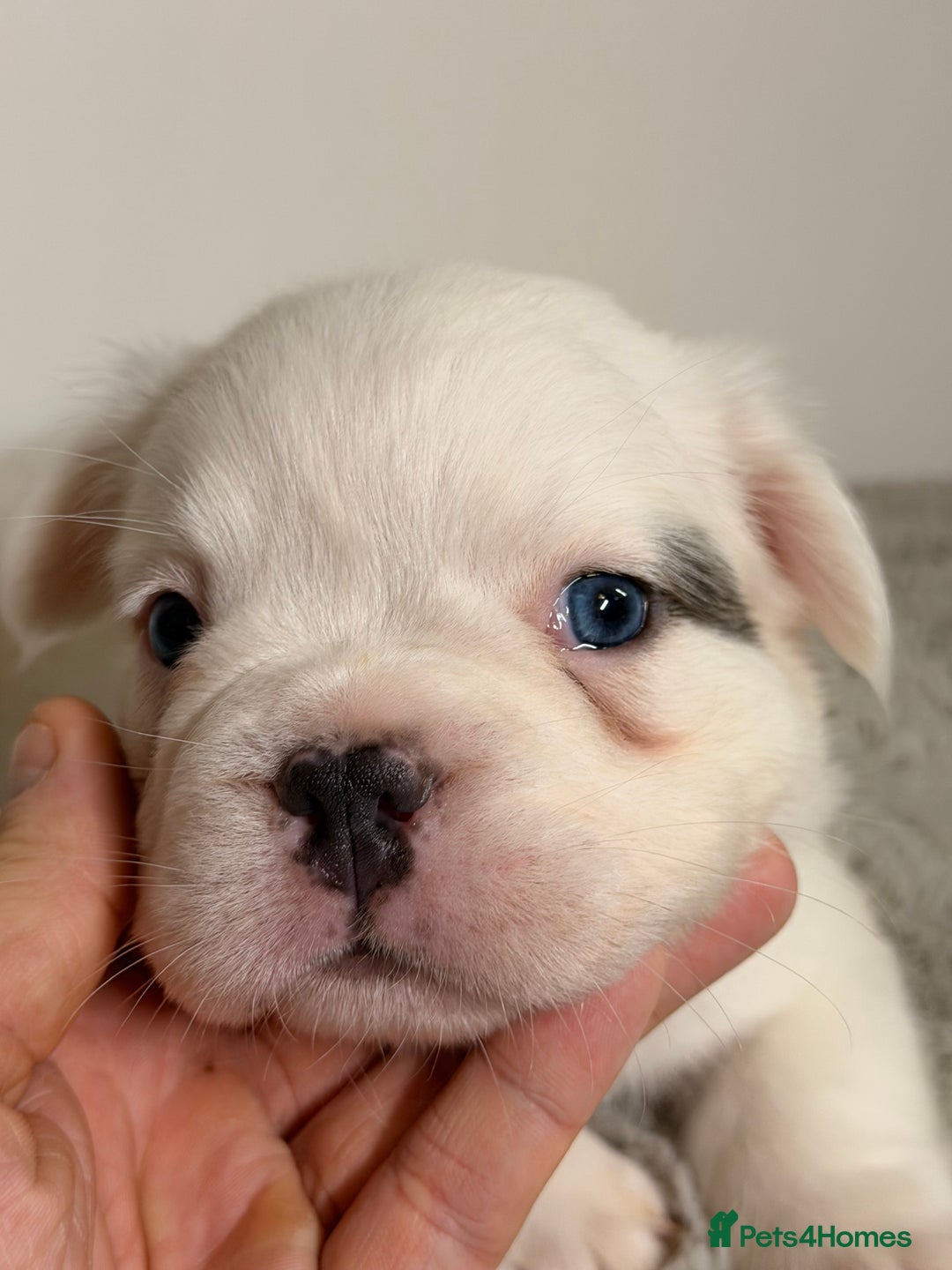 French Bulldog dogs for sale: Full visual outstanding fluffy frenchies - Advert 12