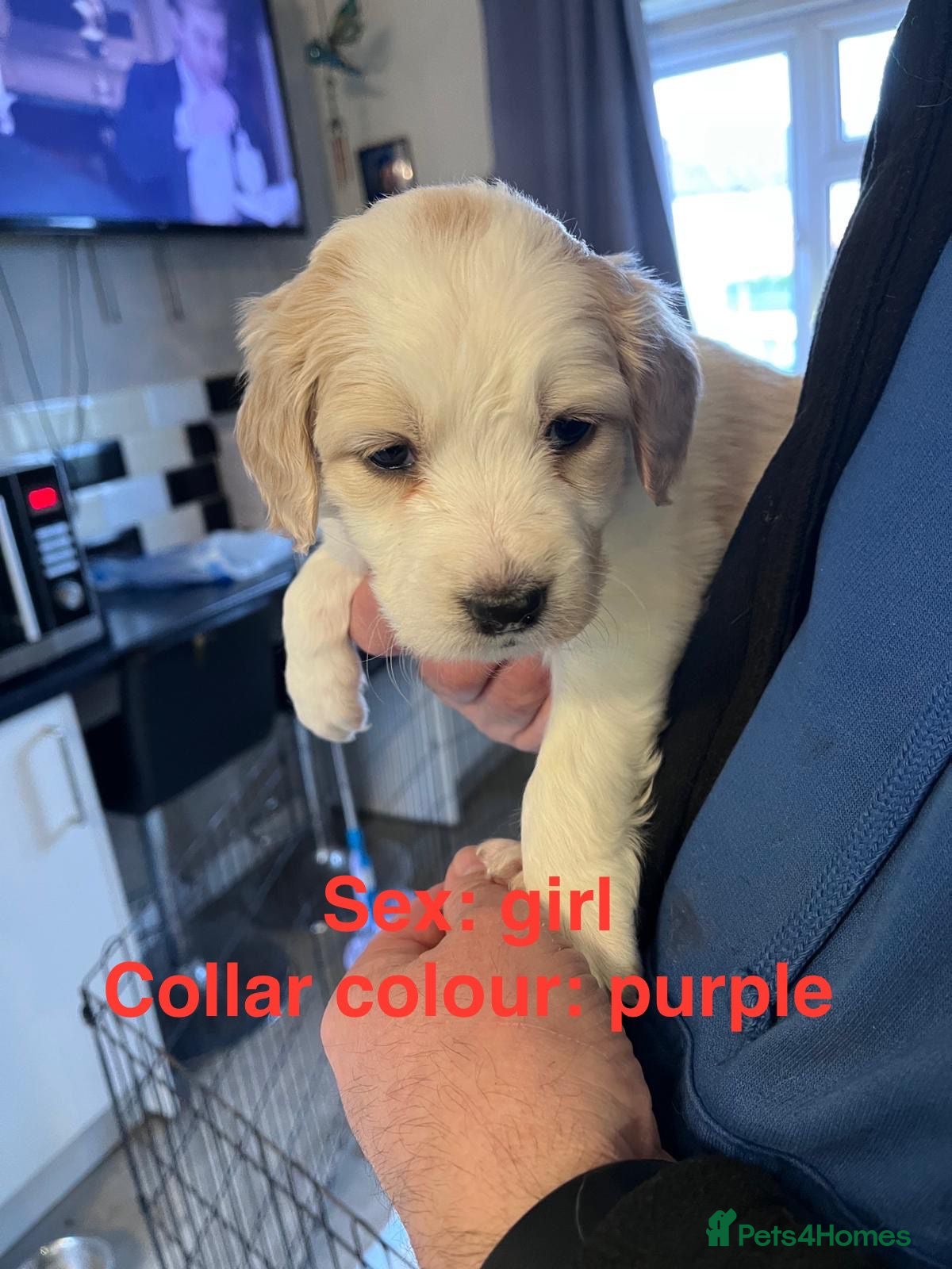 Swedish Lapphund dogs Sprollies - Advert 1