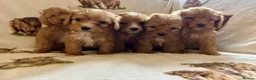 Cockapoo dogs for sale: F1 health clear cockapoo puppies  - Advert 10