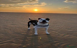 Mixed Breed dogs for sale: American bulldog  - Advert 3