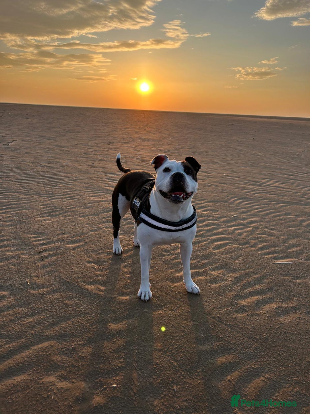 Mixed Breed dogs for sale: American bulldog  - Advert 3