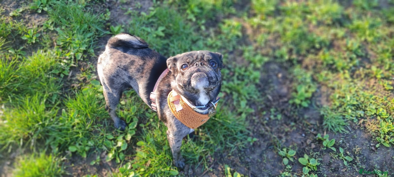 Pug dogs Coco  - Advert 1