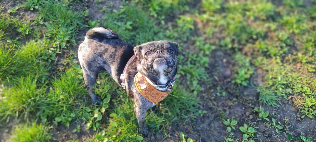 Pug dogs for adoption: Coco  - Advert 1