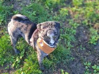 Pug dogs Coco - Advert 1