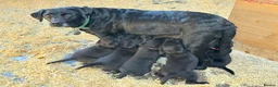 Labrador Retriever dogs for sale: Beautiful Black Labrador Puppies - Advert 2