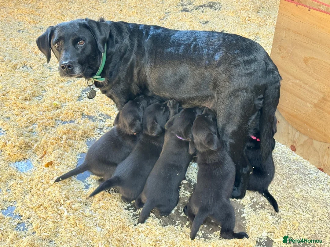 Labrador Retriever dogs for sale: Beautiful Black Labrador Puppies - Advert 2