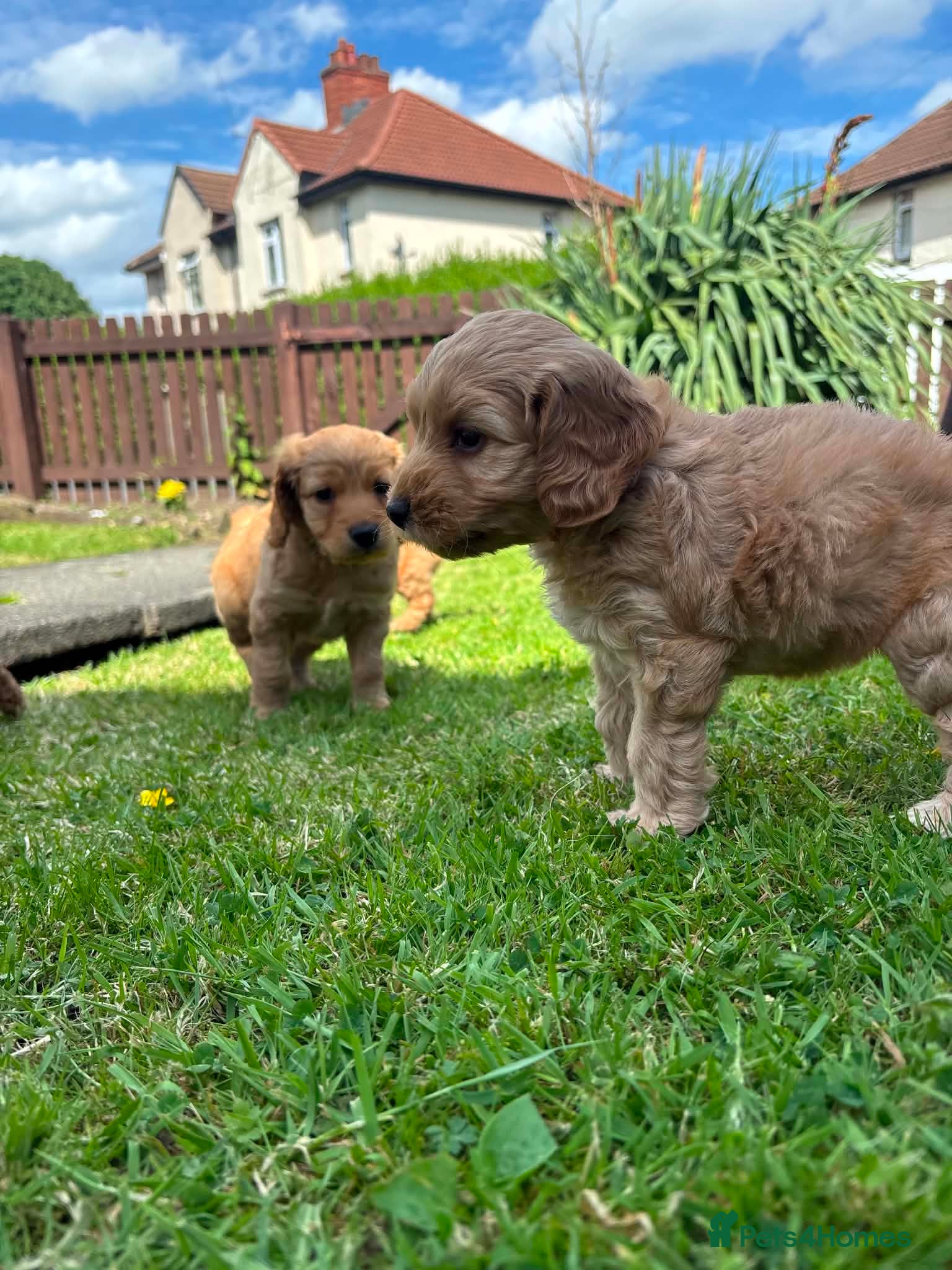 Cockapoo Puppy 2