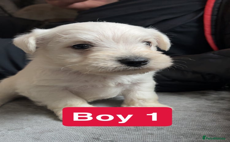 Miniature Schnauzer dogs - Advert 11