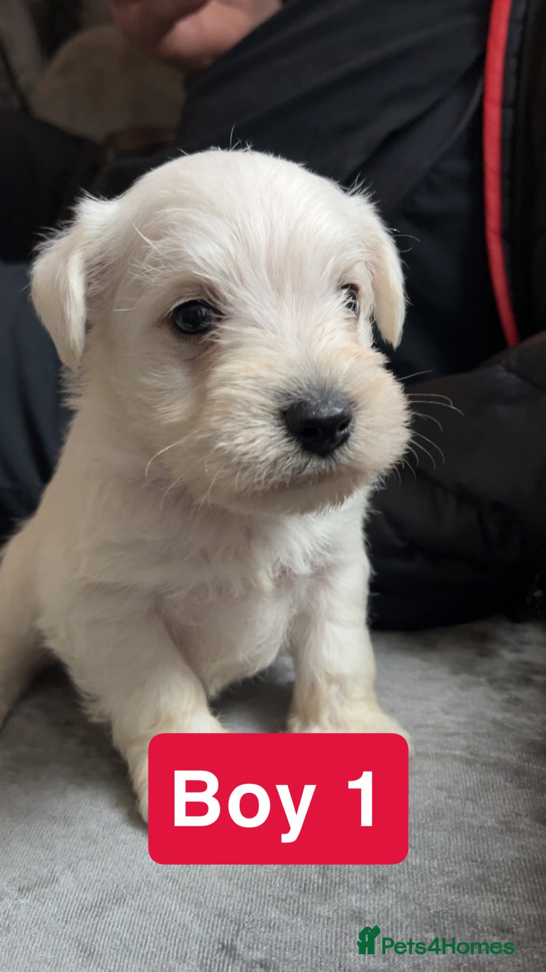 Miniature Schnauzer dogs for sale: Miniature Schnauzer Puppies - Image 1