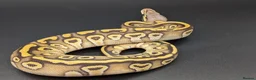 Python Snake reptiles for sale: Rack system with royals  - Advert 15
