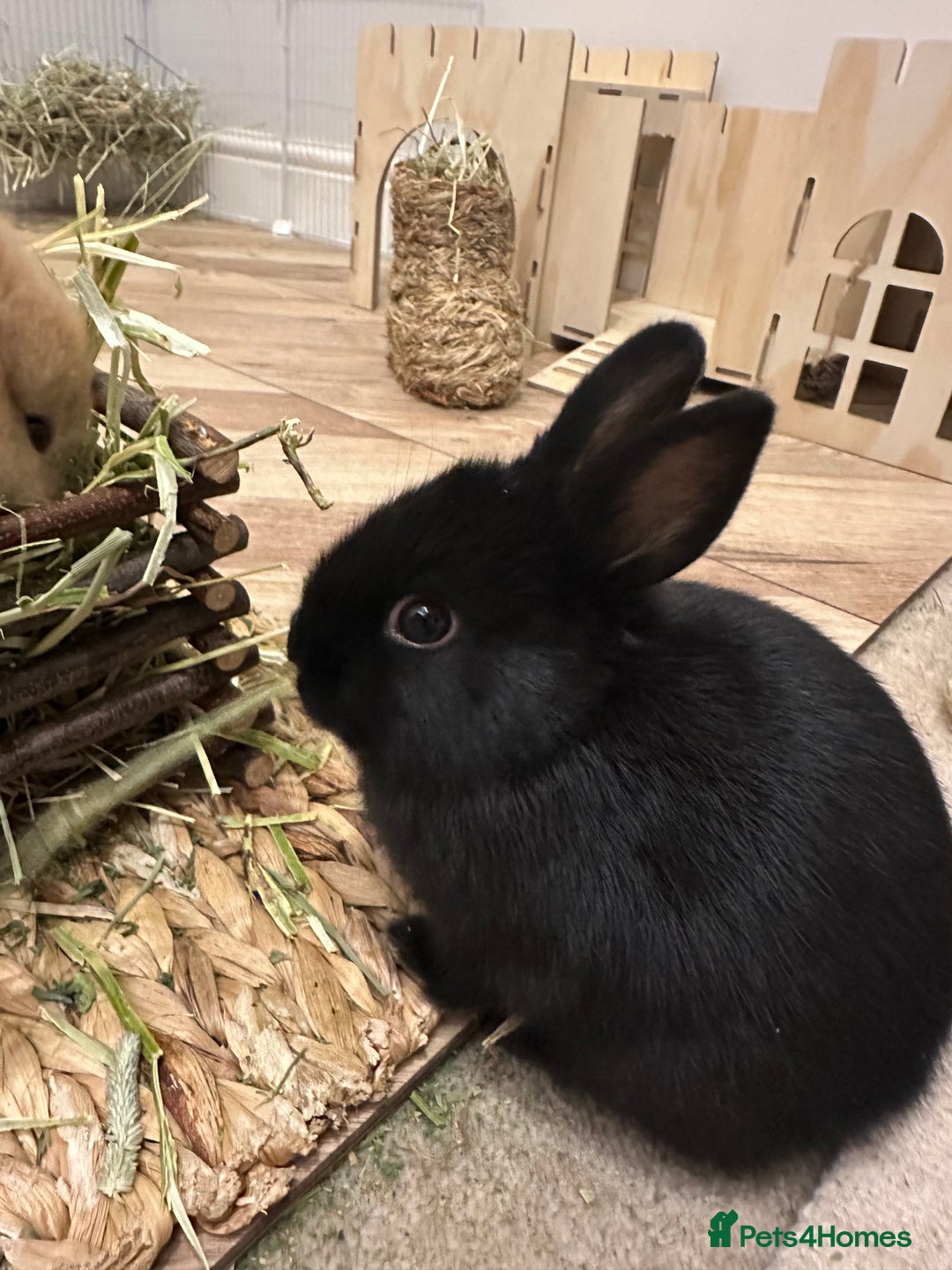 Netherland Dwarf rabbits for sale: Dwarf Netherlands rabbits  - Advert 3
