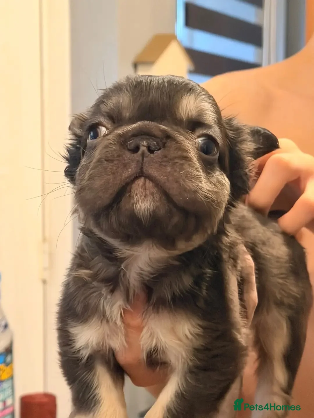 French Bulldog dogs for sale:  💙🦁Fluffy visual French bulldog Reduced!!🏡 - Advert 8