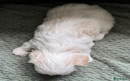 Shih Tzu dogs for sale: LAST BOY LEFT Imperial shih tzu dobies - Image 12