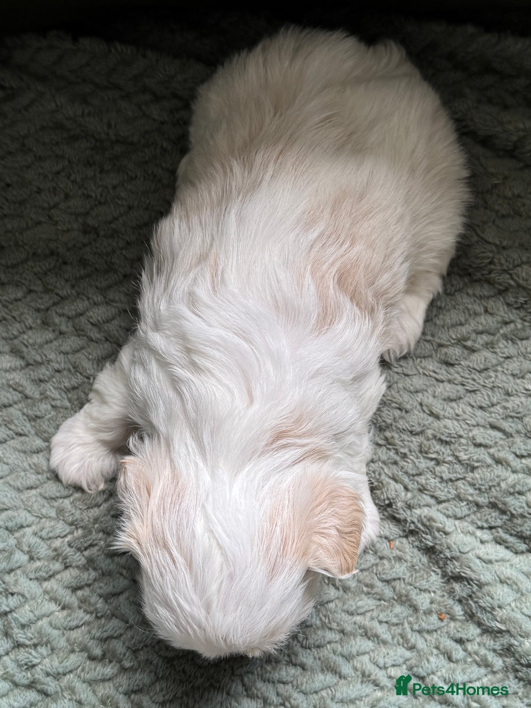 Shih Tzu dogs for sale: LAST BOY LEFT Imperial shih tzu dobies - Image 12