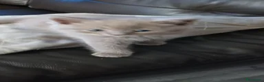 British Shorthair 1
