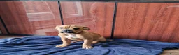 Dorset Olde Tyme Bulldogge dogs for sale: Reduced 12 Week old stunning pups - Advert 7