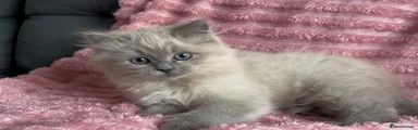 Mixed Breed 1