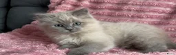 Mixed Breed cats for sale: Beautiful ragdoll x Persian kittens - Advert 10