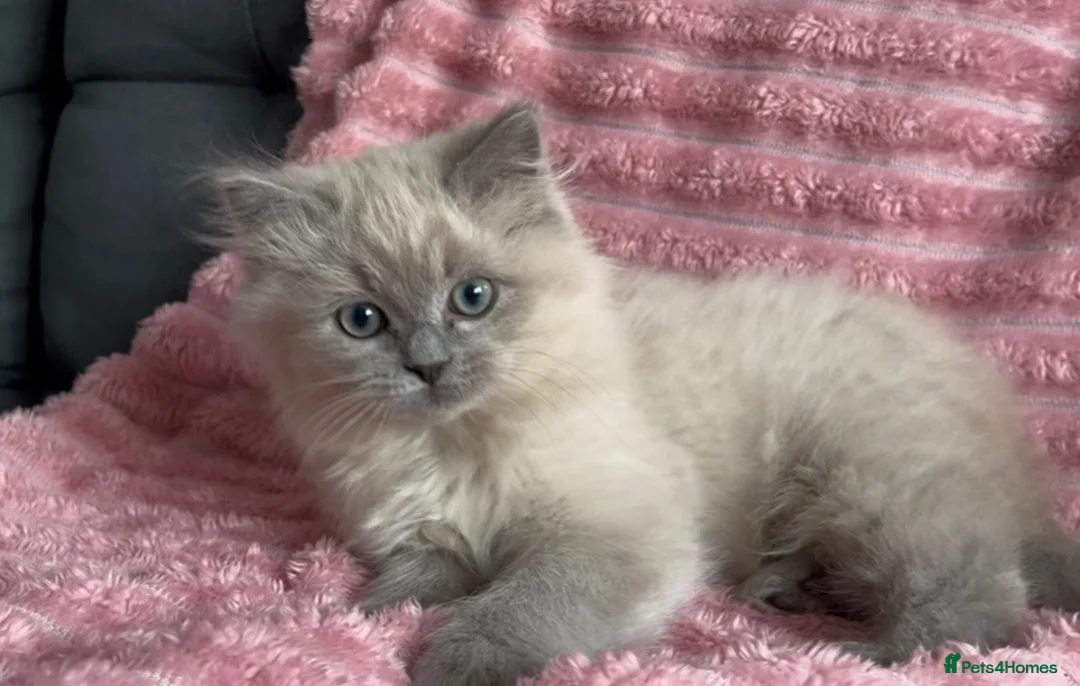 Mixed Breed cats for sale: Beautiful ragdoll x Persian kittens - Advert 10