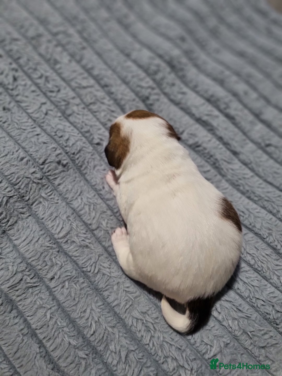 Jack Russell dogs for sale: Jack Russell X Shih Tzu Puppies - Advert 14