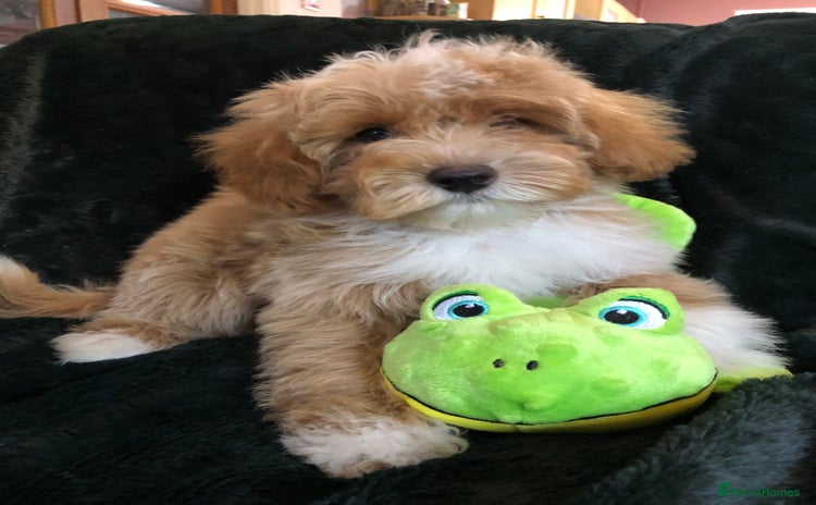 Maltipoo dogs - Advert 4