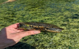 Turtle reptiles for sale: Emys Orbicularis European pond turtle - Image 4