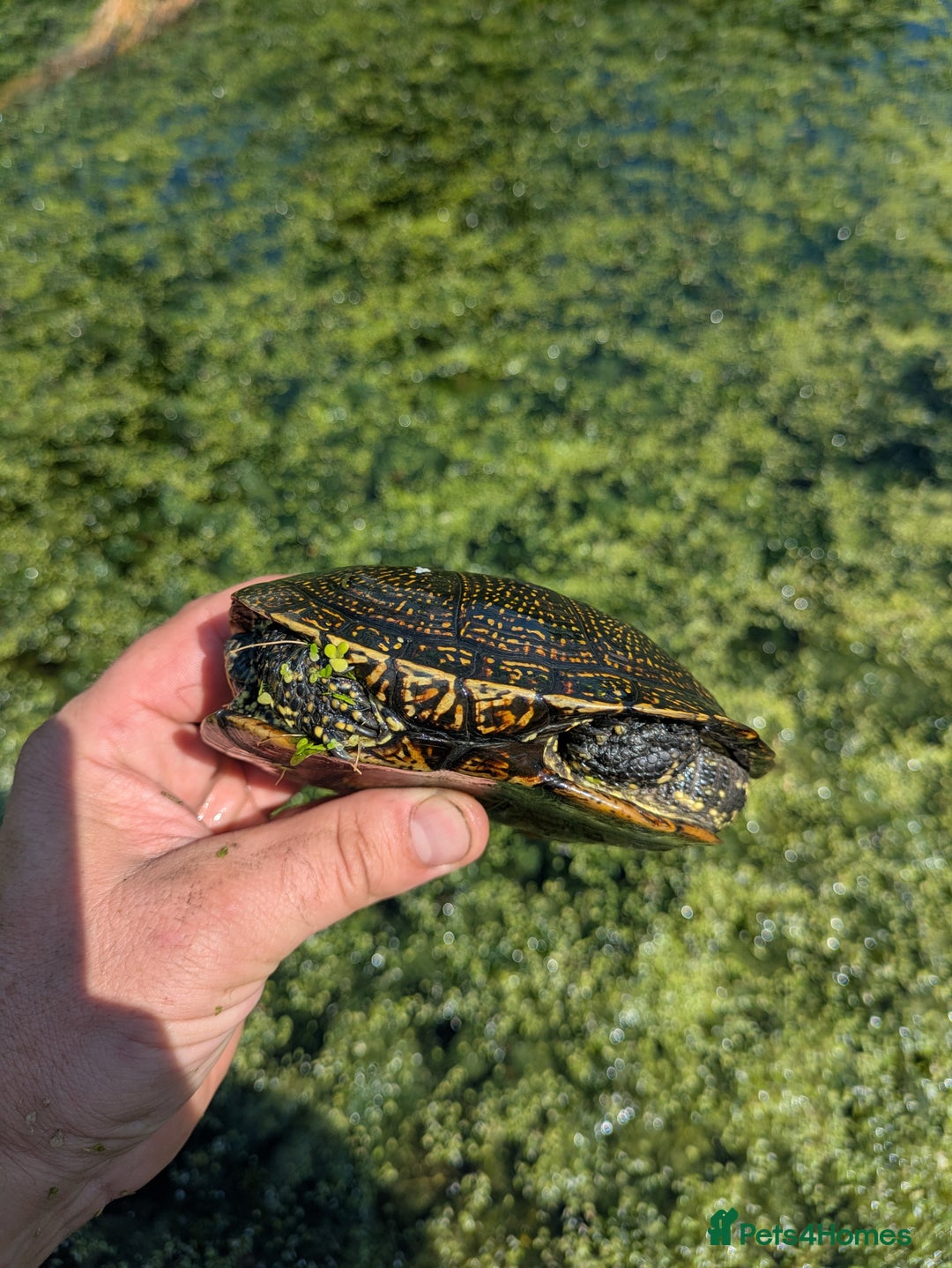 Turtle reptiles for sale: Emys Orbicularis European pond turtle - Image 4