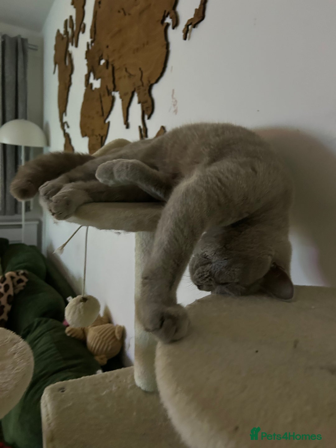 British Shorthair cats for sale: missy! grey british short hair. - Image 11