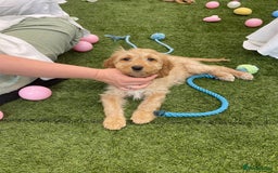 Cockapoo dogs for sale: 🐾STUNNING F1 COCKERPOOS REG BREEDER🐾 - Image 12