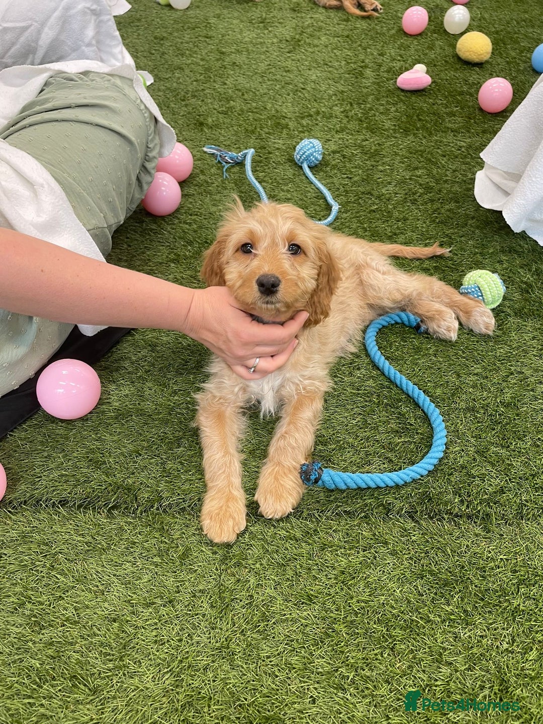 Cockapoo dogs for sale: 🐾STUNNING F1 COCKERPOOS REG BREEDER🐾 - Image 12