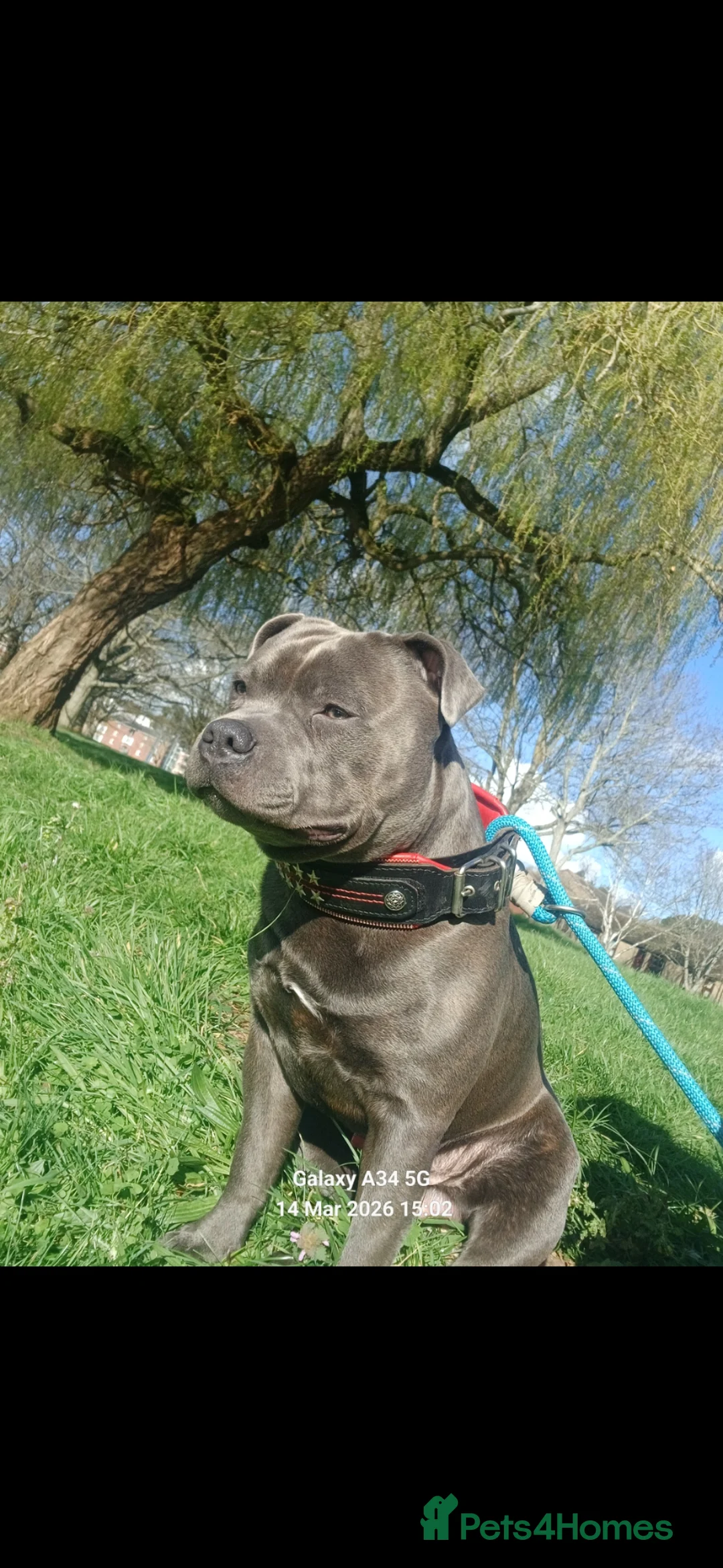 Staffordshire Bull Terrier dogs for stud: ZEUS for stud duties fully kc stunning boy - Advert 29