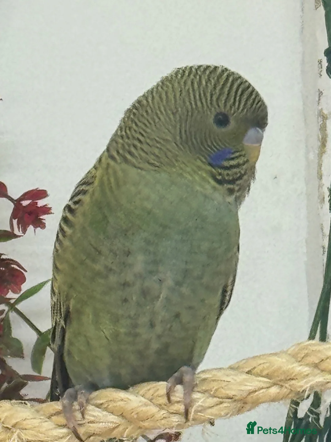Budgerigars birds for sale: Budgie b/f b/w - Advert 2