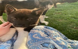 Akita dogs for sale: READY TO LEAVE American Akita puppies  in Newport - Image 3