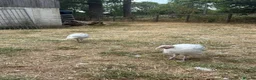 Turkeys poultry for sale: 2 crollwitzer turkeys for sale - Advert 3