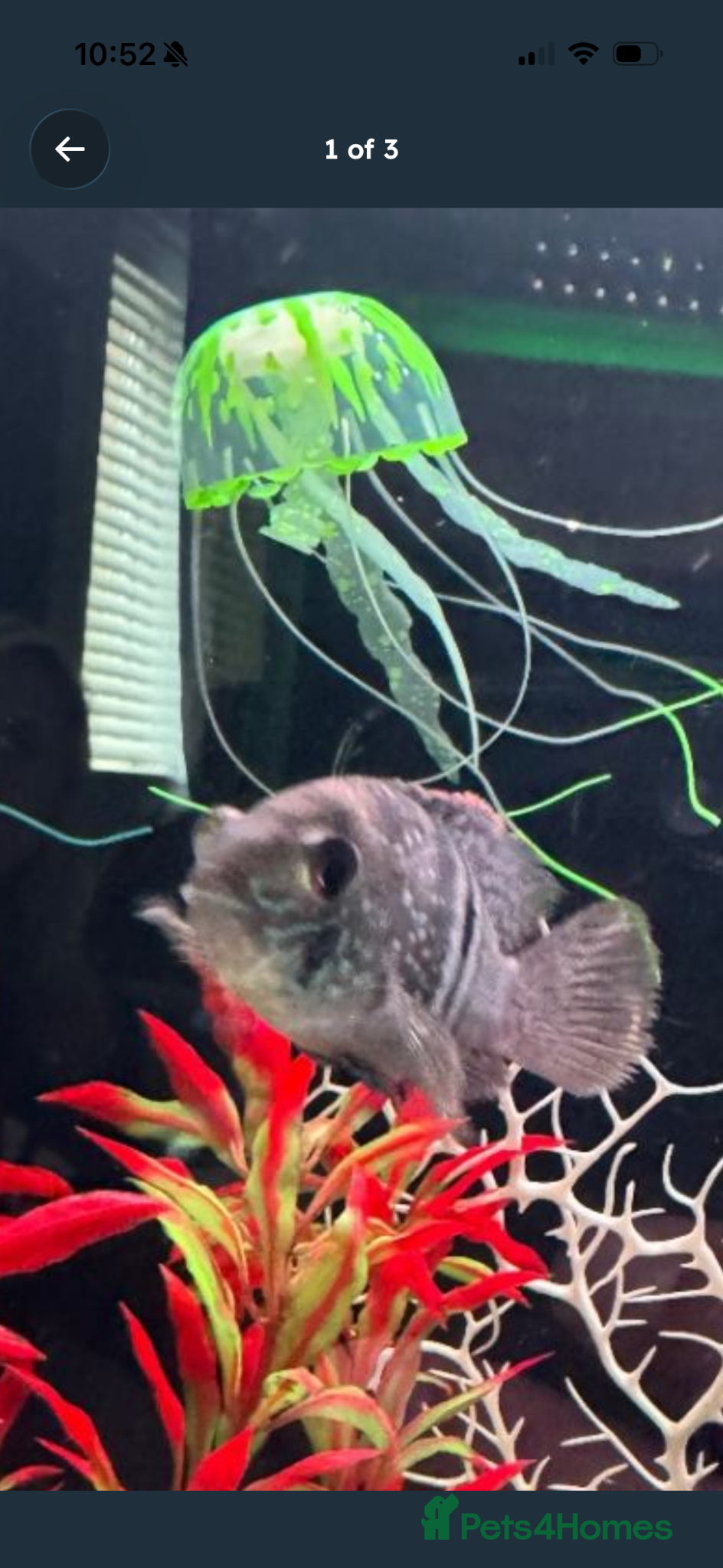 Cichlids fish 3 cichlids  - Advert 16