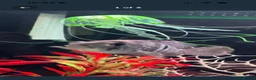 Cichlids fish for sale: 3 cichlids  - Advert 1