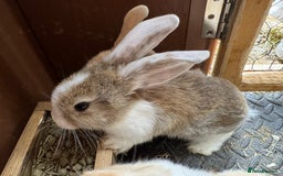 Mixed Breed rabbits for sale: Only 4 girls and 1 boy left  - Image 12