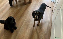 Mixed Breed dogs for adoption: Gypsy a hidden gem is looking for her forever home - Image 9