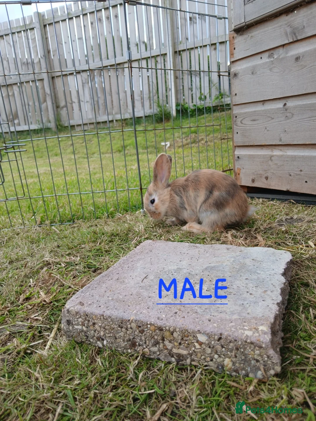 Mixed Breed rabbits for sale: Mini lop cross babies  - Advert 14