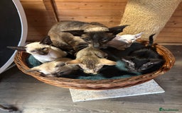 Siamese cats for sale: Siamese and orientals - Image 13