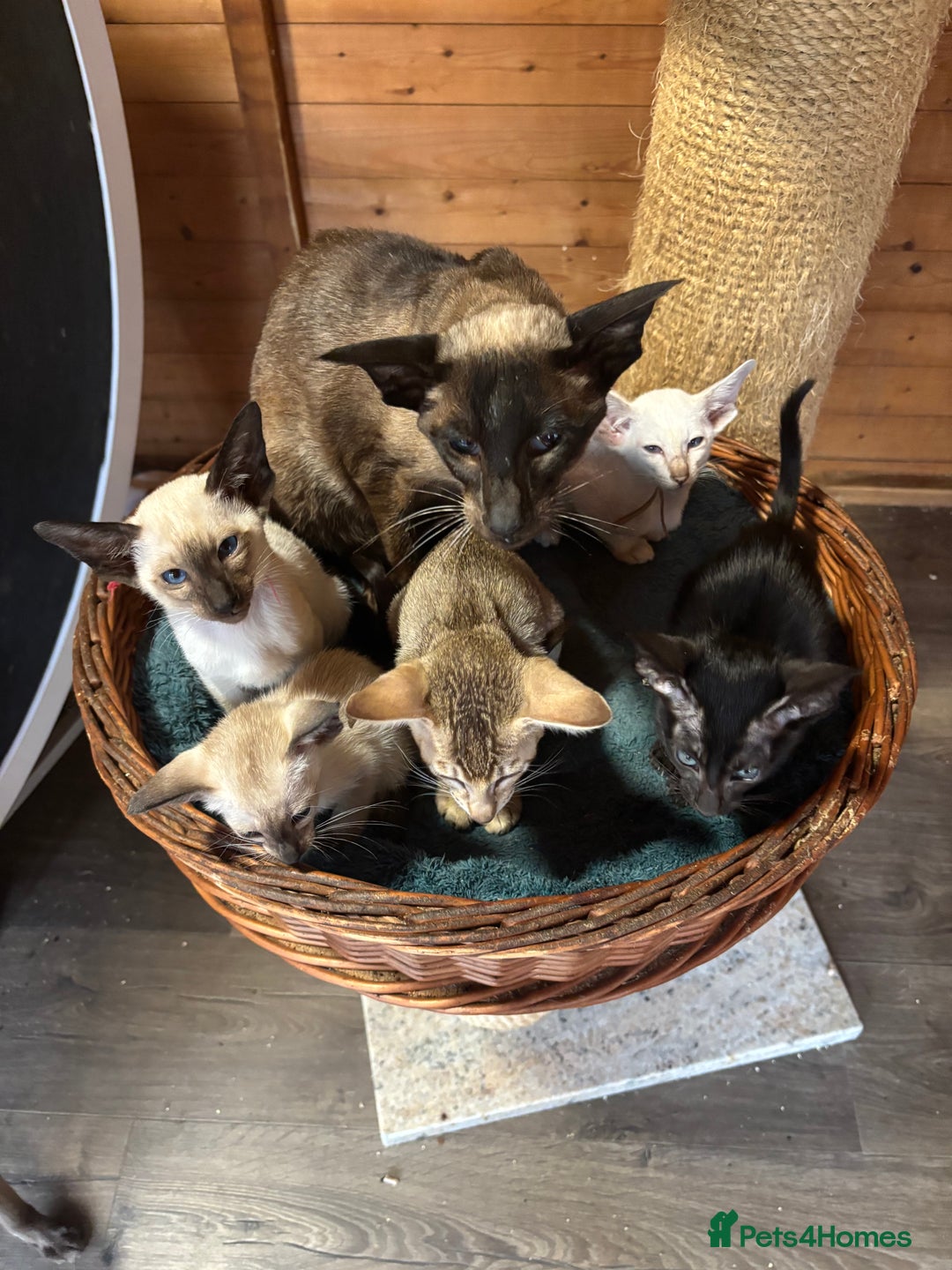 Siamese cats for sale: Siamese and orientals - Image 13