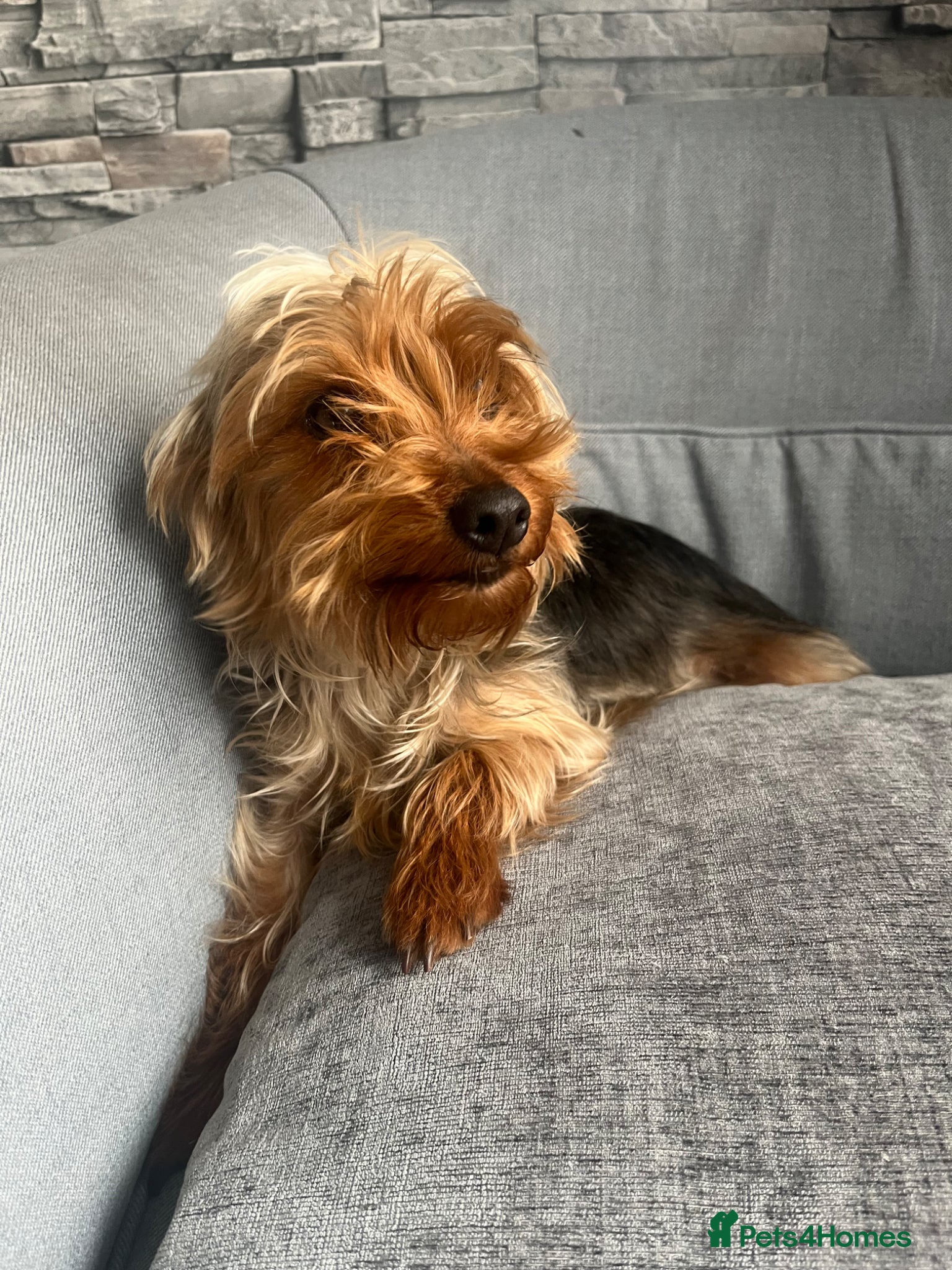 Yorkshire Terrier dogs for sale: Yorkshire terrier 1 year old girl  - Advert 1