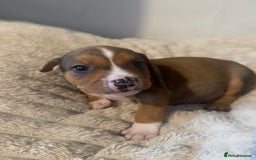 Mixed Breed dogs for sale: 7 Gorgeous Lurcher x Pocket Bully Pups  - Advert 12