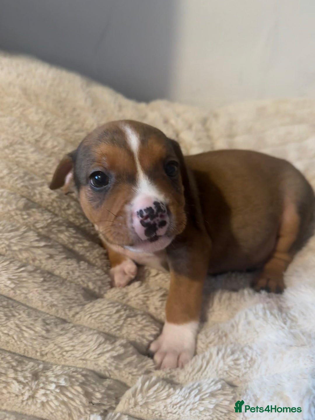 Mixed Breed dogs for sale: 7 Gorgeous Lurcher x Pocket Bully Pups  - Advert 12