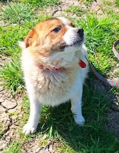 Mixed Breed dogs 💛 Could You Be Bertie’s Person? - Advert 1
